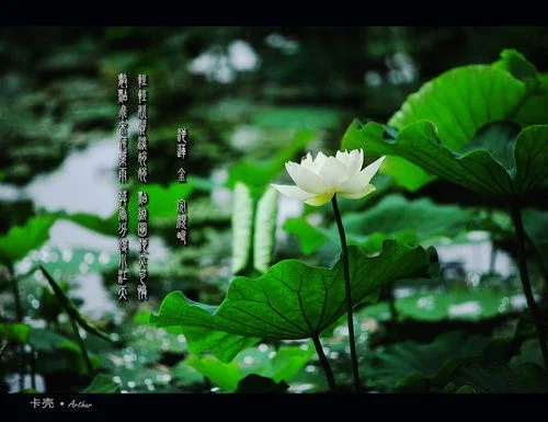 集芙蓉以为裳出自哪里_1