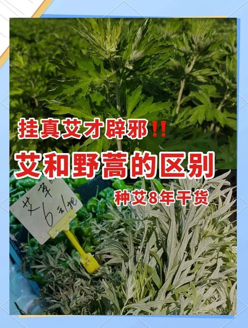 子艾出自哪里-子艾源自何处