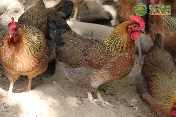 一亩大棚养鸡多少只-