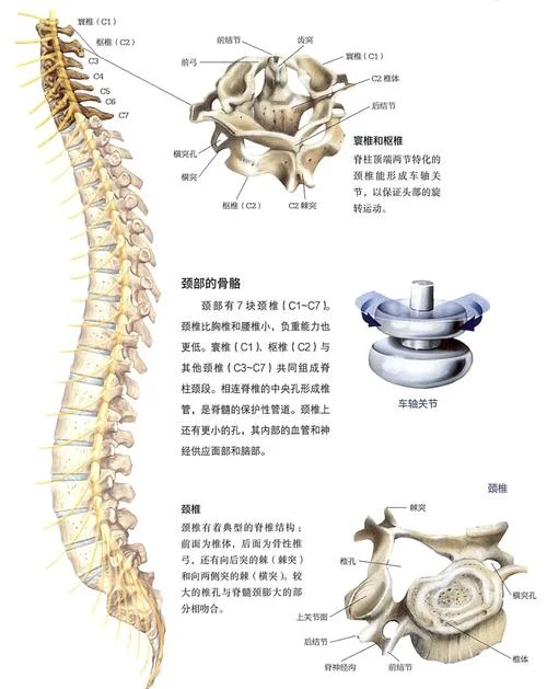 第一颈椎叫什么怎么读_2