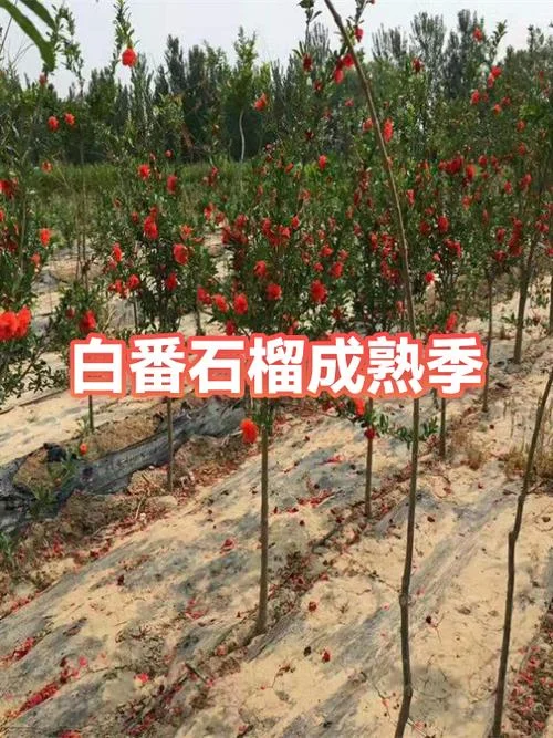 番石榴几月份熟-番石榴 4 月成熟
