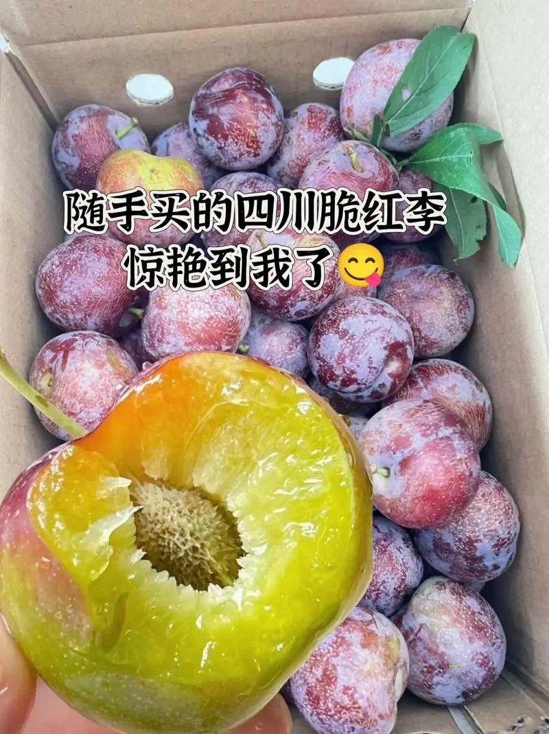 红脆李几月份成熟_1