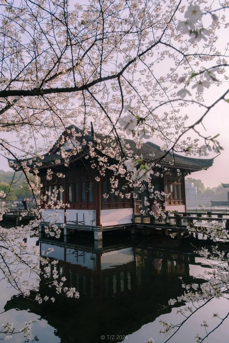 樱花留学杭州_2