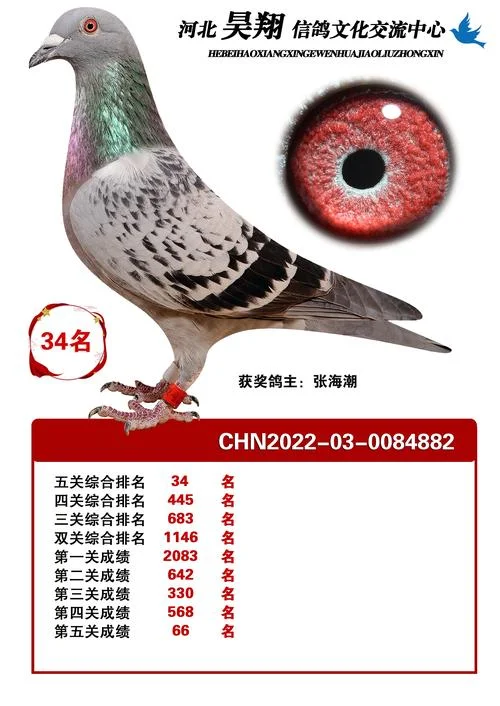 鸽子成绩查询免费_1
