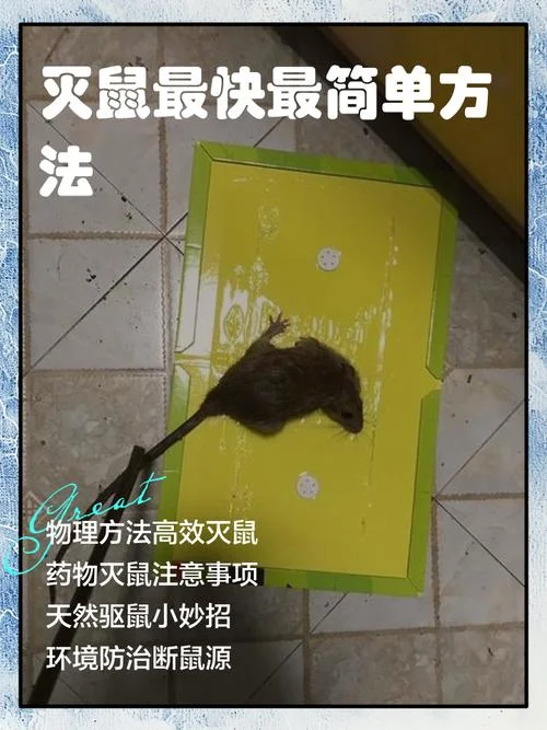 南京灭鼠公司哪家便宜_2