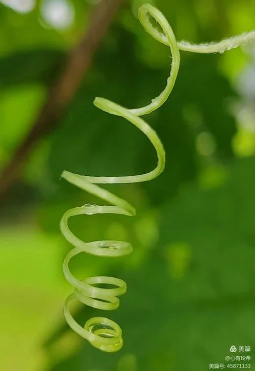 梦见缠绕的藤_2