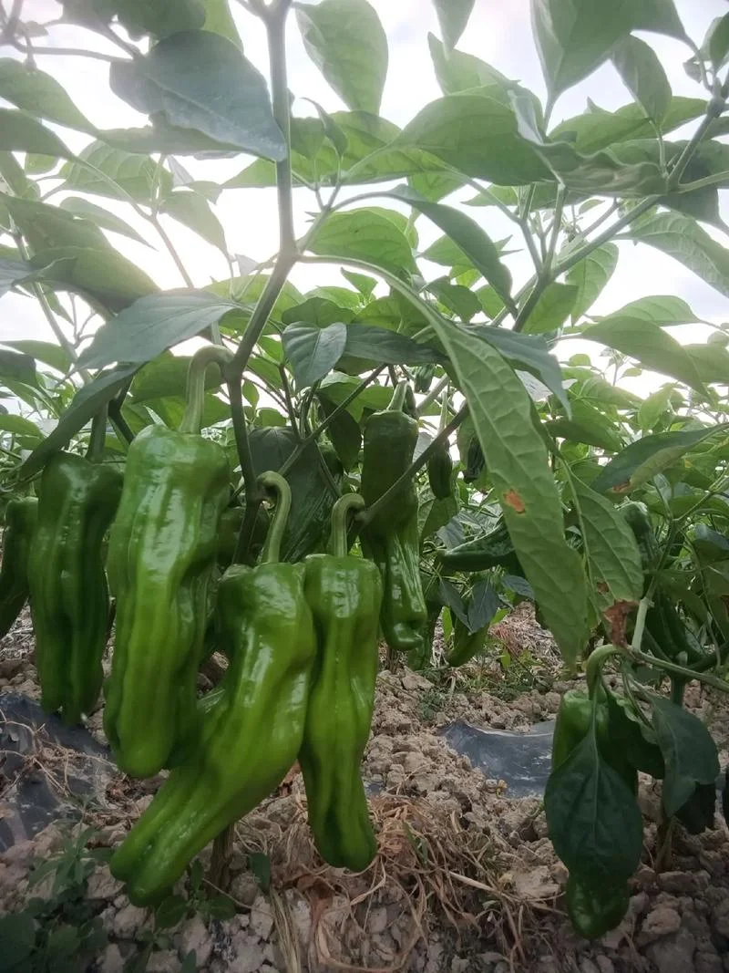 辣椒亩收入多少钱_1