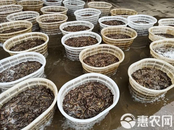 泥鳅养殖一亩多少吨_1