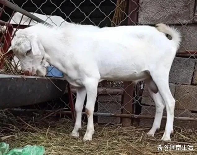 梦见半个山羊_1