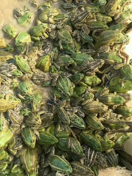 一亩地养殖青蛙收入多少钱_1