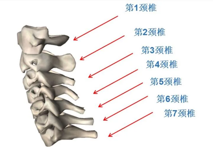 第一颈椎叫什么怎么读_1