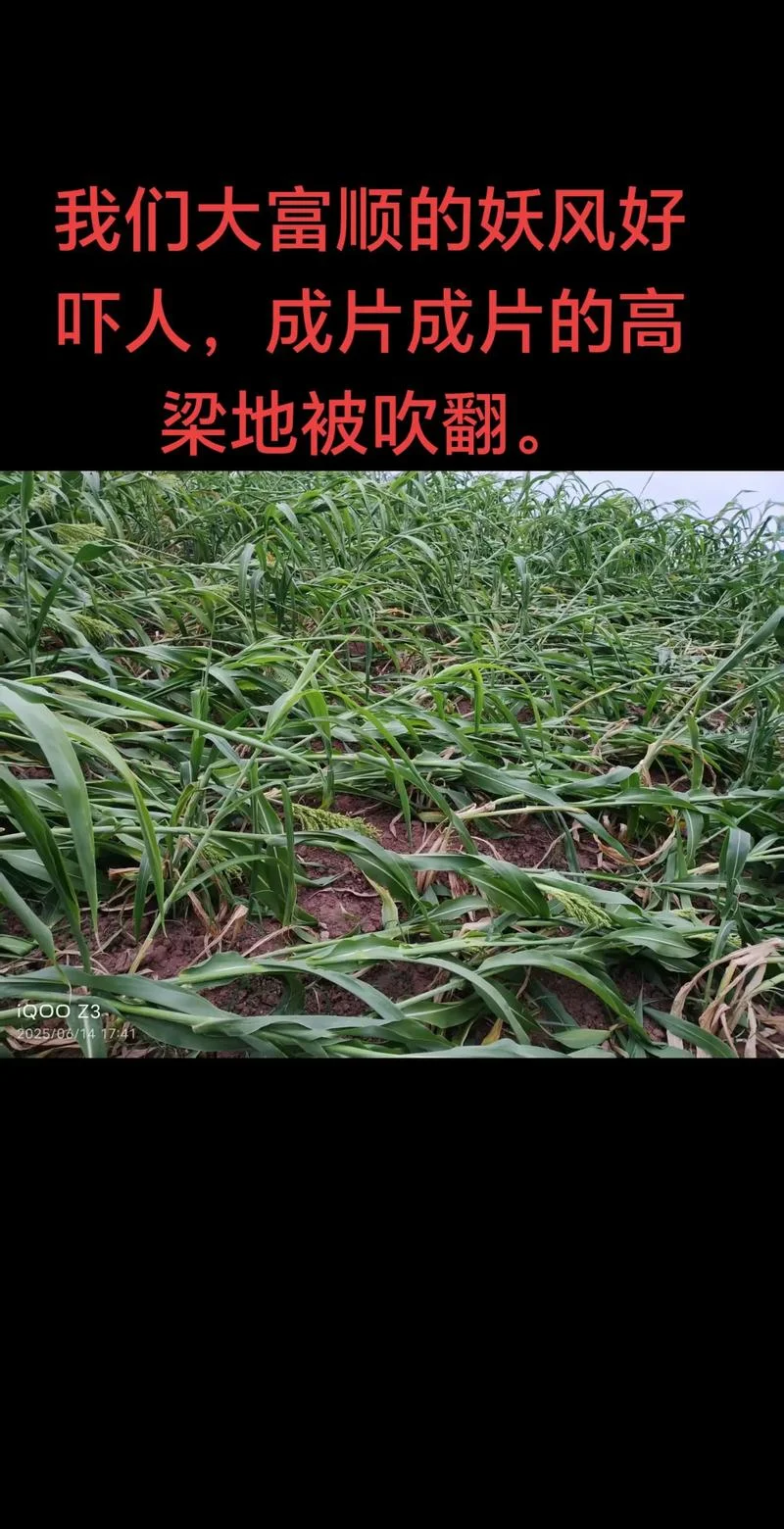 面朝黄土背朝天下一句_1