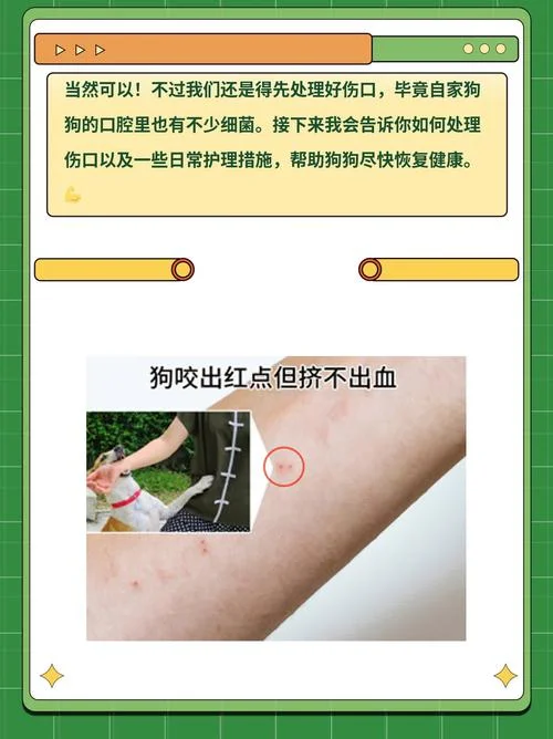 梦见狗咬我,我杀狗见血-梦杀咬我之狗