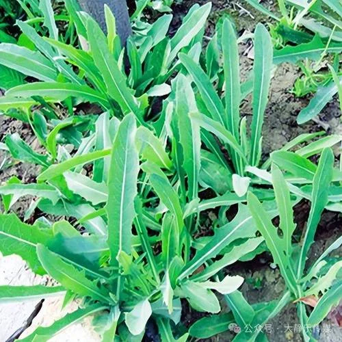 梦到挖苦菜全给了别人_1