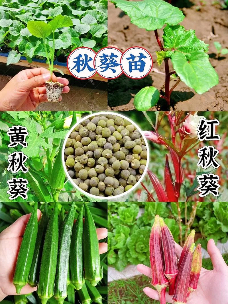 秋葵产量多少斤一亩_1