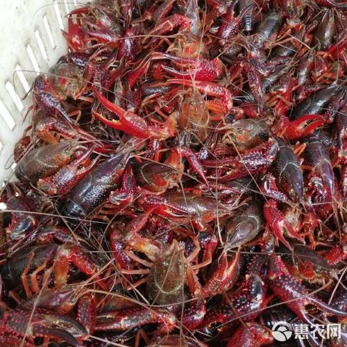 龙虾精养塘多少亩为宜-龙虾精养塘亩数多少