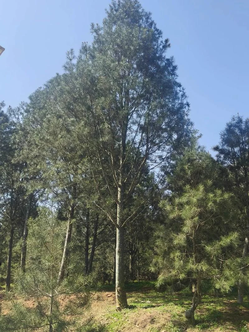 白皮松一亩种多少棵_1
