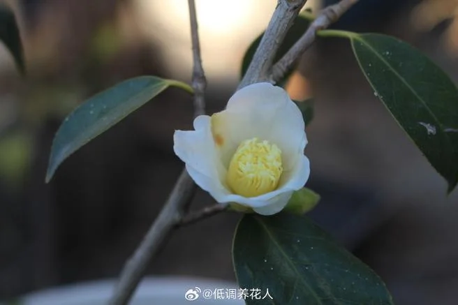 白茶花又叫什么_2