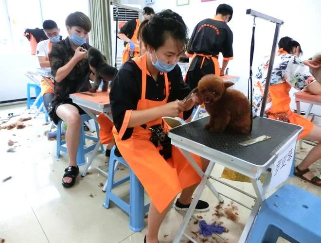 宠物美容师资格证几月_1