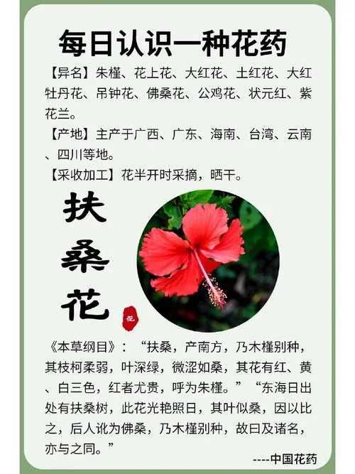 扶桑花还叫什么名字_1