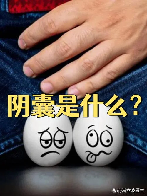 男生蛋蛋叫什么_1