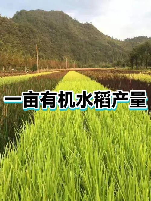 1亩水稻产量是多少公斤_2