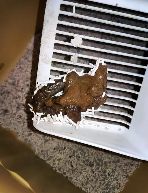 2个月小猫拉稀怎么办_1