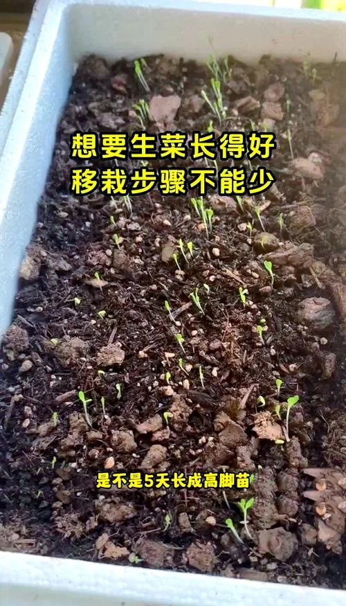 生菜一亩地栽多少棵-一亩地栽生菜棵数