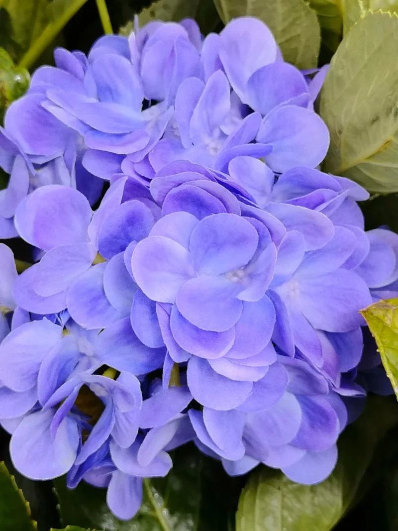 花色斑斓出自哪里_1