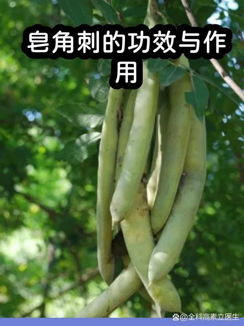 皂角刺怎么用-皂角刺怎么用简明