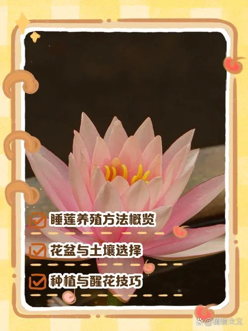 睡莲对池塘水深的要求_1