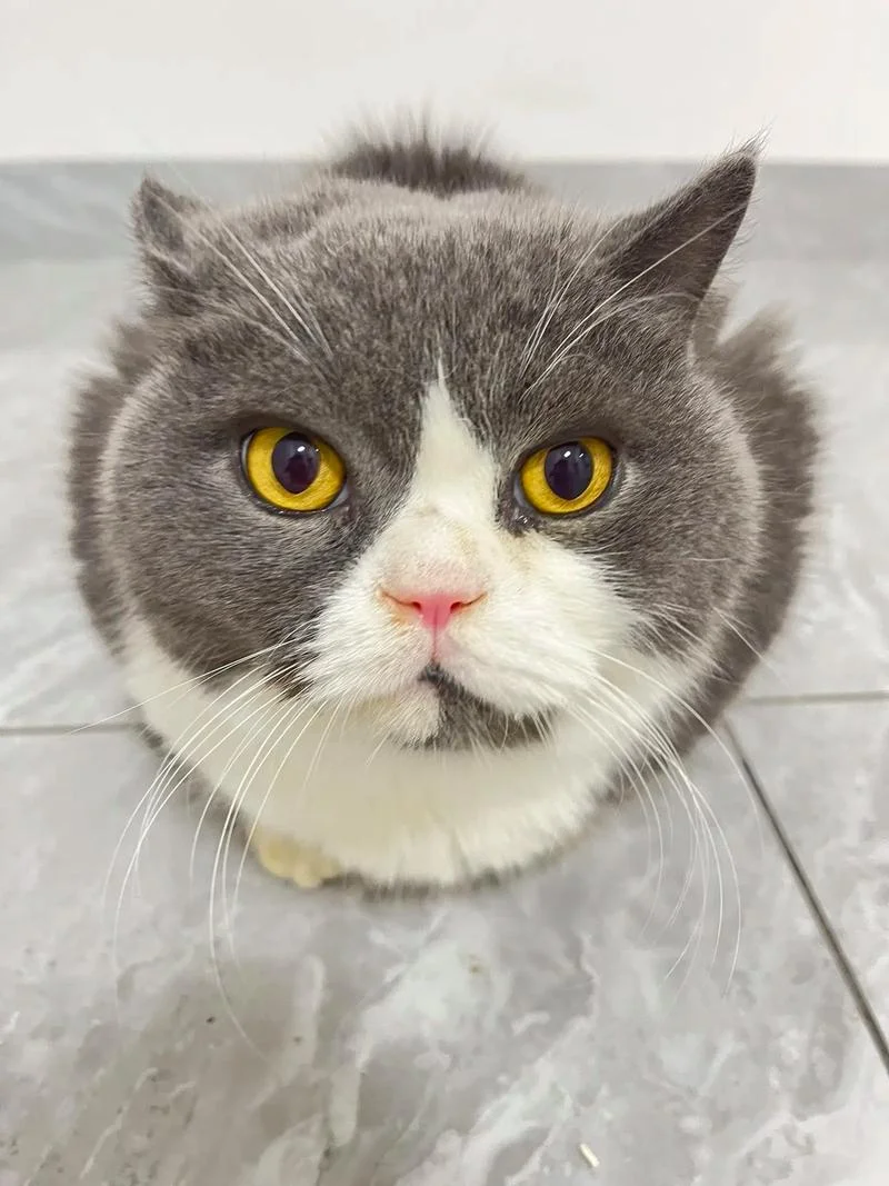 lex的猫叫什么_1