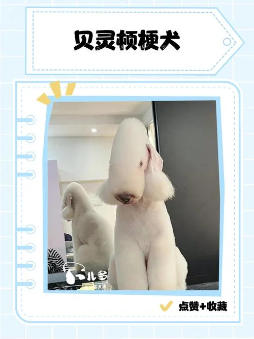 rua梗出自哪_1