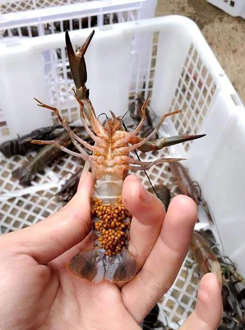 孕妇梦到很多小龙虾-孕妇梦见大量小龙虾