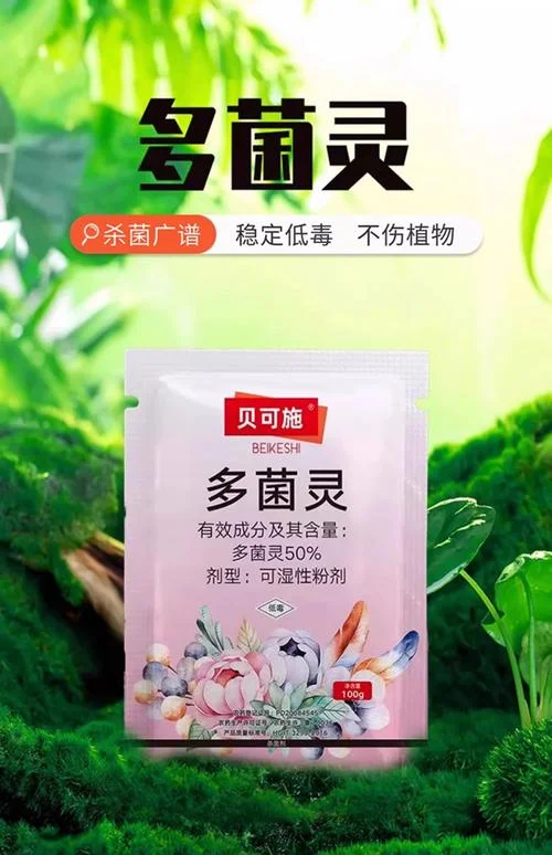 菊花斑枯病用多菌灵怎么使用-多菌灵防治菊花斑枯病