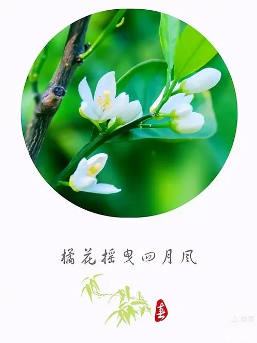 橘春是几月-橘春几月