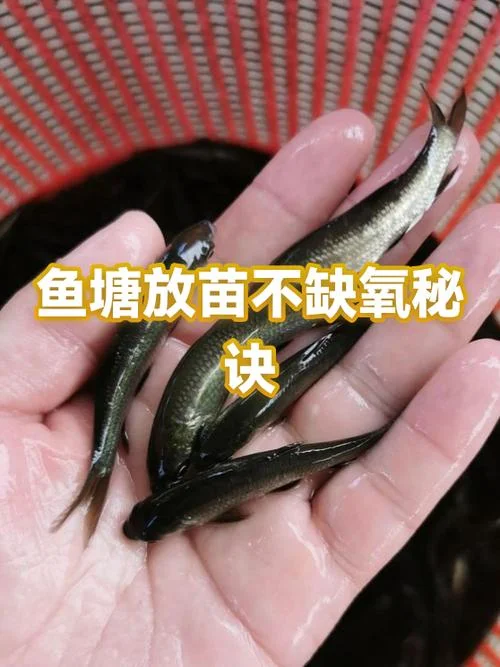 一亩鱼塘能养多少鱼_1