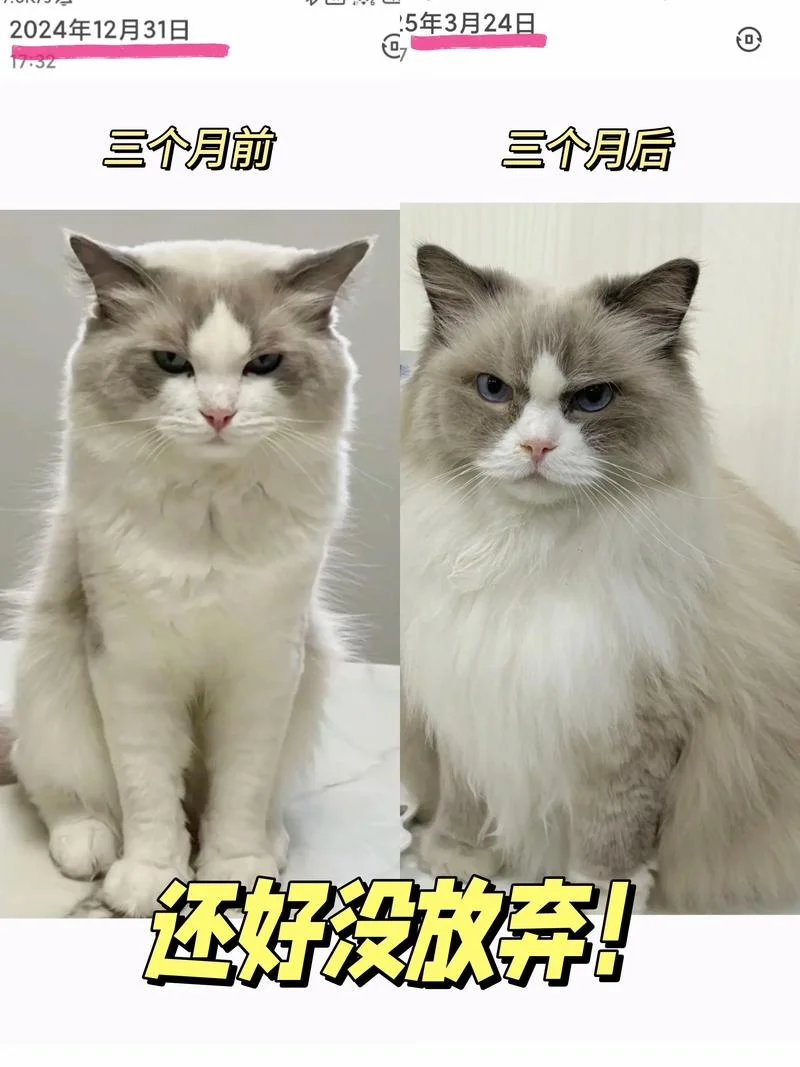 布偶猫掉毛季几月_2