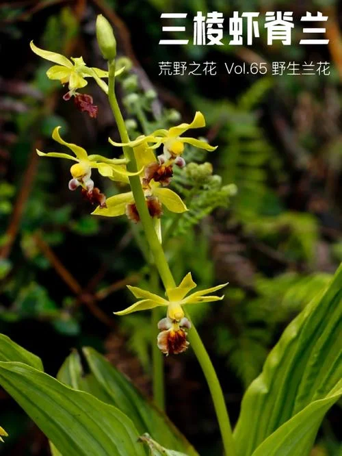 三角棘菱的学名叫什么_2