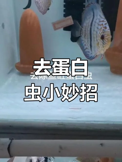 养蛋白虫需要哪些条件_1