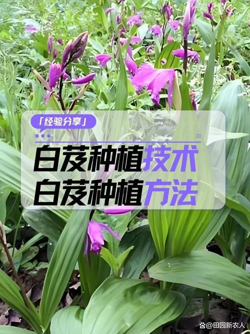 种植白芨一亩多少钱_1