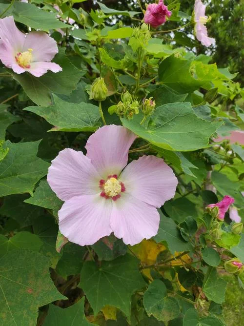 芙蓉花几月开始开花_1