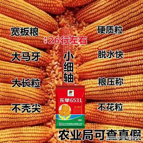 df636玉米种子简介-df636玉米种子简介