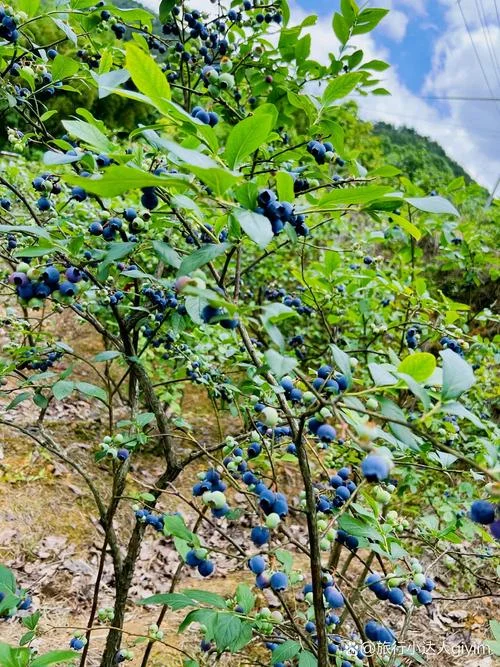 4年蓝莓树一亩产多少斤_2