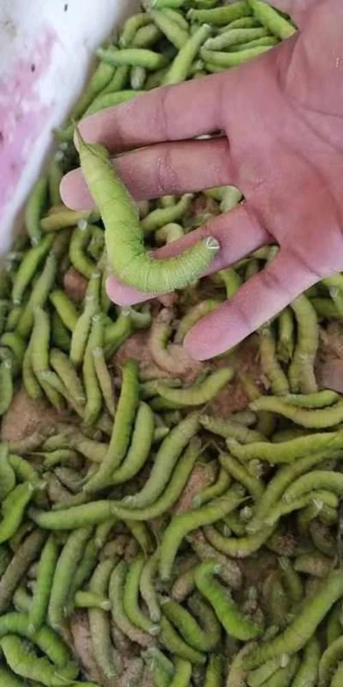 豆虫一亩地产多少斤_1