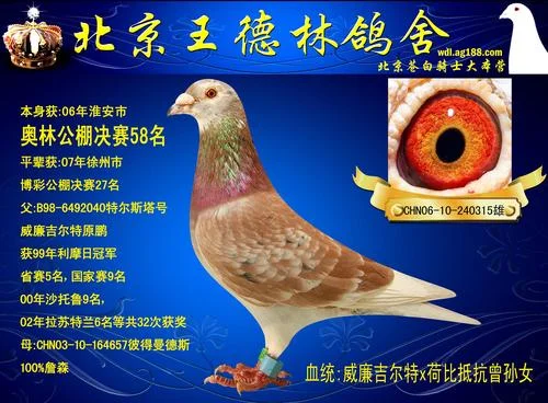 查鸽网下载地址在哪里_2