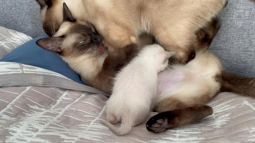 孕妇梦见猫吃自己咪咪_2