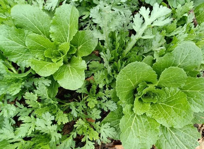 什么是油菜_1