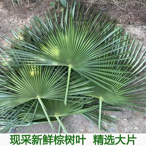 包粽子的叶子叫什么树_1