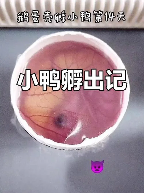 梦见鸭蛋孵出鸭子-梦见鸭蛋孵化